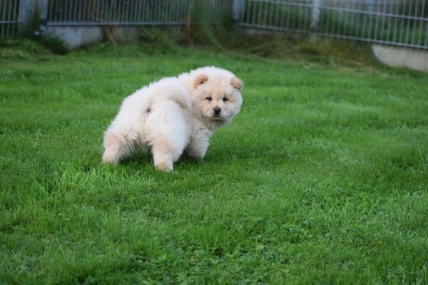 Chow Chow (reu) 75564