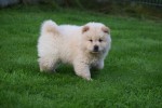 Chow Chow (reu) 75564