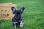 Franse bulldog (teef) 30275