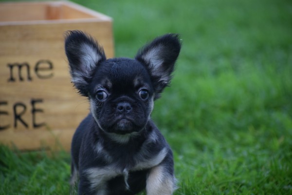 Franse bulldog (teef) 30275