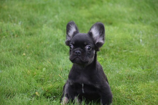 Franse bulldog (reu) 30266