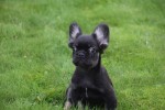 Franse bulldog (reu) 30266