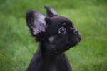 Franse bulldog (reu) 30266