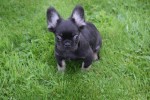 Franse bulldog (reu) 30266