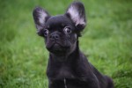 Franse bulldog (reu) 30266