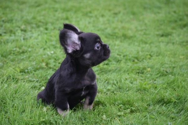 Franse bulldog (reu) 30266