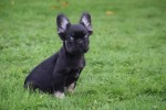 Franse bulldog (reu) 30266
