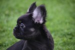 Franse bulldog (reu) 30266