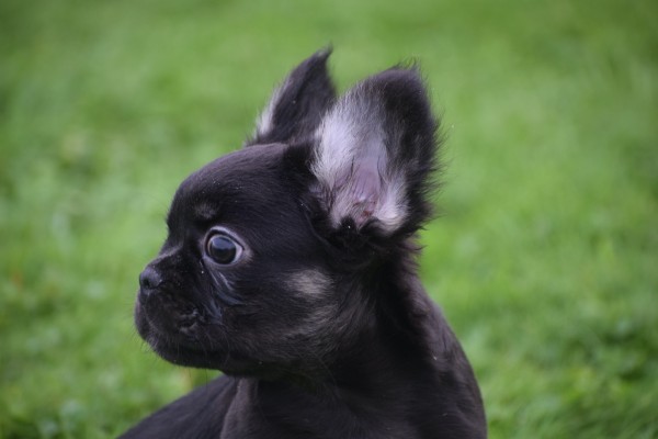 Franse bulldog (reu) 30266