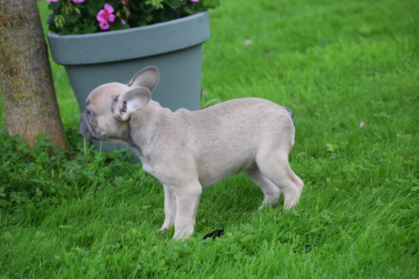 Franse bulldog (teef) 21936