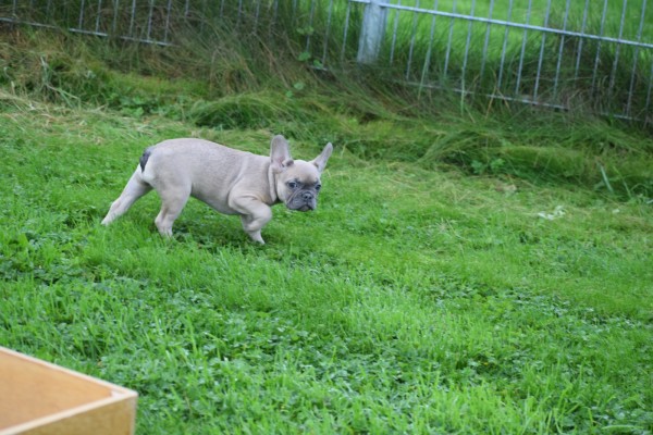 Franse bulldog (teef) 21936