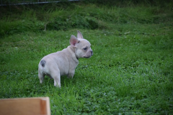Franse bulldog (reu) 21934