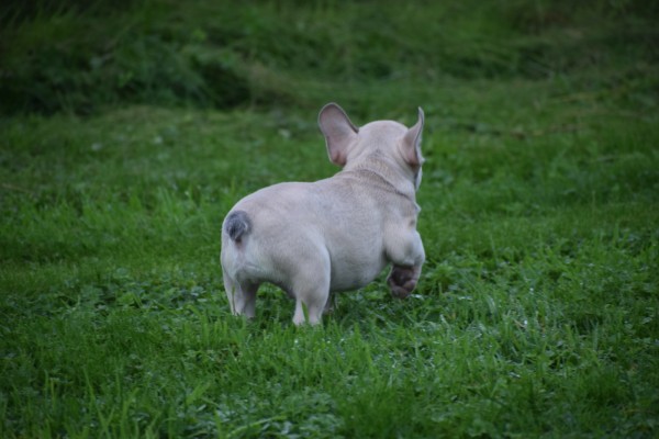 Franse bulldog (reu) 21934