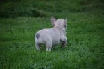 Franse bulldog (reu) 21934