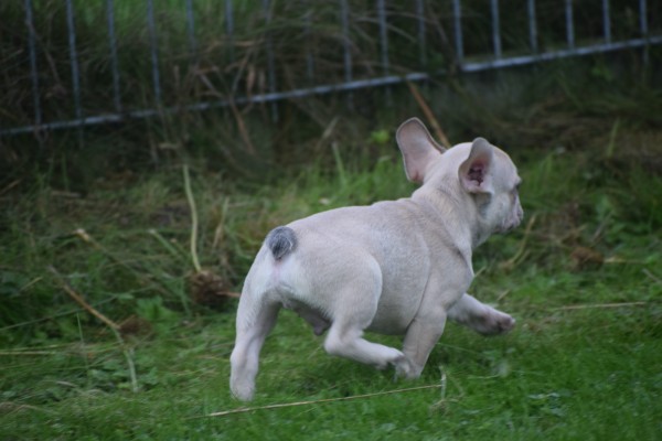 Franse bulldog (reu) 21934