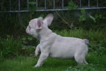 Franse bulldog (reu) 21934