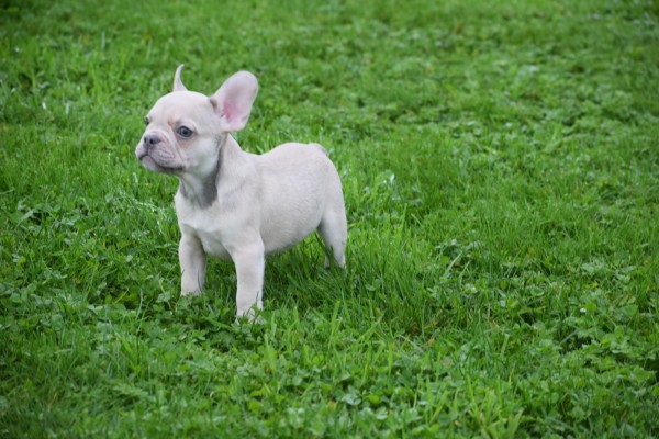 Franse bulldog (reu) 21934