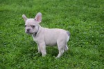 Franse bulldog (reu) 21934