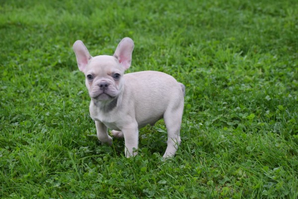 Franse bulldog (reu) 21934