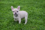 Franse bulldog (reu) 21934
