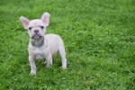Franse bulldog (reu) 21934