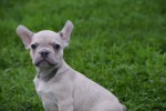 Franse bulldog (reu) 21934