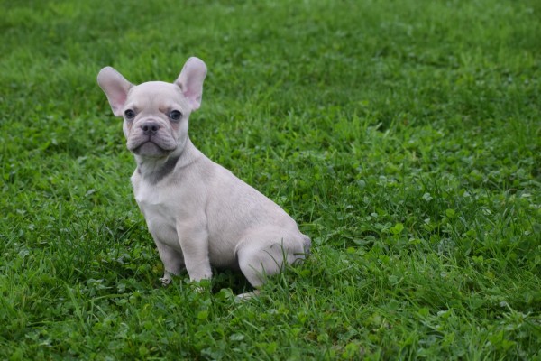 Franse bulldog (reu) 21934