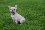 Franse bulldog (reu) 21934
