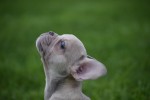 Franse bulldog (reu) 21934