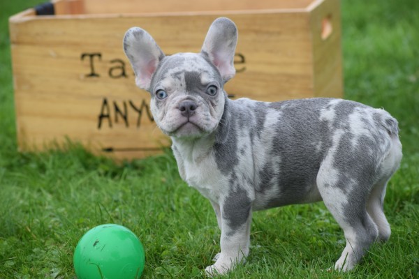 Franse bulldog (reu) 30274