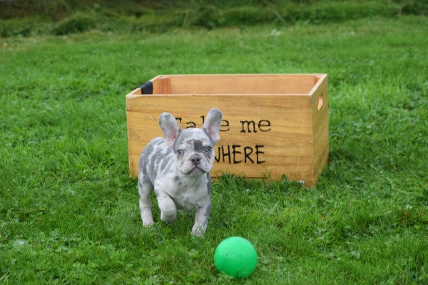 Franse bulldog (reu) 30274