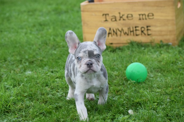 Franse bulldog (reu) 30274