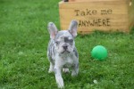 Franse bulldog (reu) 30274