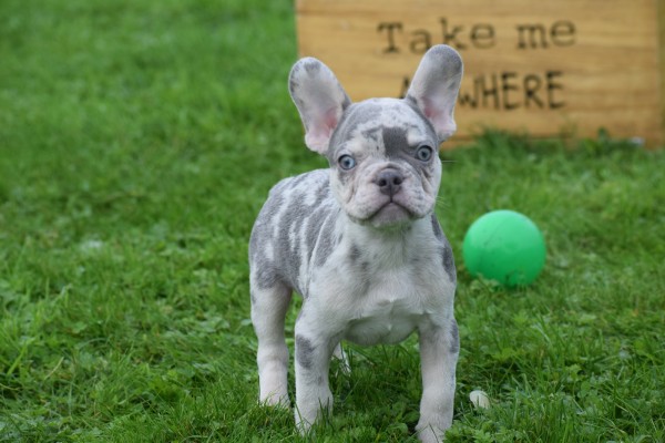 Franse bulldog (reu) 30274