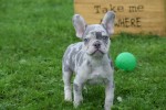 Franse bulldog (reu) 30274