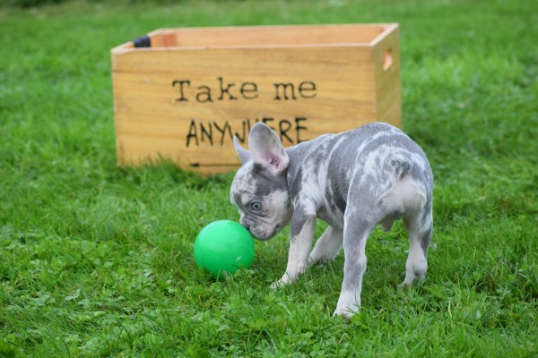 Franse bulldog (reu) 30274