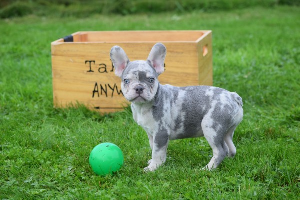 Franse bulldog (reu) 30274