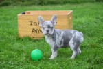 Franse bulldog (reu) 30274