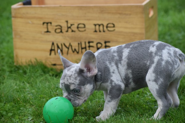 Franse bulldog (reu) 30274