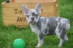 Franse bulldog (reu) 30274