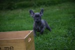 Franse bulldog (reu) 33069