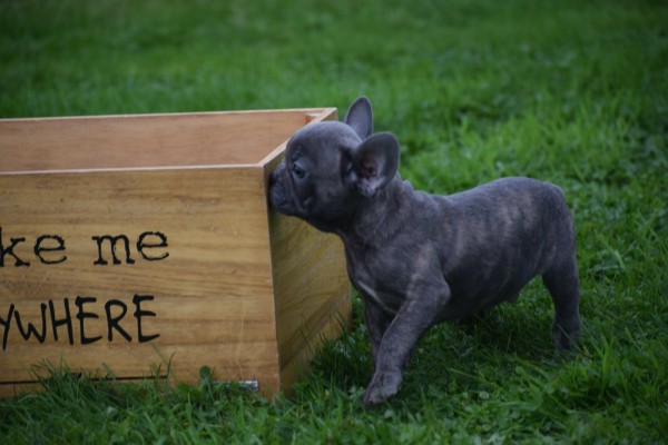 Franse bulldog (reu) 33069