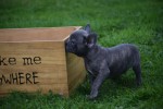 Franse bulldog (reu) 33069