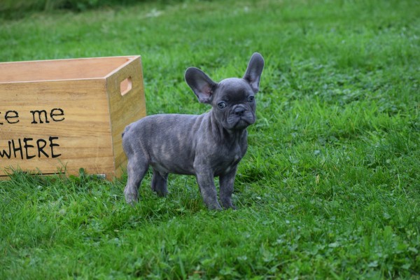 Franse bulldog (reu) 33069