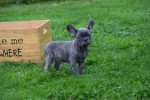 Franse bulldog (reu) 33069