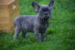 Franse bulldog (reu) 33069