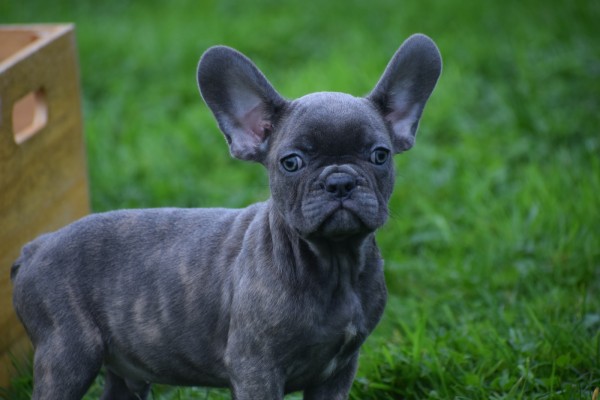 Franse bulldog (reu) 33069