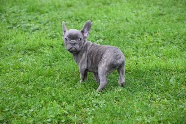 Franse bulldog (reu) 33069