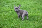 Franse bulldog (reu) 33069
