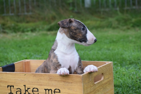 Bull Terrier (teef) 66644